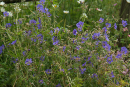 Geranium 'Brookside' bestellen